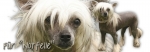 Spardose Chinesischer Schopfhund (Chinese Crested) #1